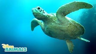 Sea Turtles  | Disney Animals | Disney Junior