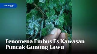 MAGETAN - Fenomena Embus Es Kawasan Puncak Gunung Lawu