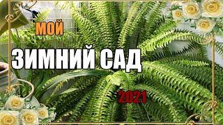 МОЙ ЗИМНИЙ САД НА ЛОДЖИИ 2021//ЗИМНИЙ САД на балконе квартиры