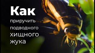 МЫ СДЕЛАЛИ АКВАРИУМ ДЛЯ ПЛОТОЯДНОГО ЖУКА