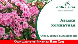 Азалия (Рододендрон комнатный): секреты выращивания и ухода - Ваш сад