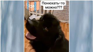 Я второй раз на это не поддамся !!!    Можно, я хотя бы борщ понюхаю ??? )))