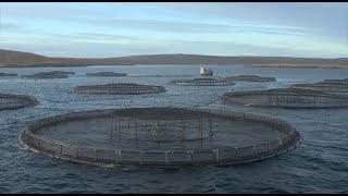 Salmon Suffering In Scottish Fish Farms