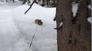 Penny leaves the compacted groomed trail and enters ~15' of Sierra powder with only two dog-wheel dr