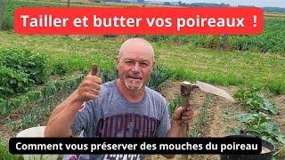 Fin juillet , TAILLER ET BUTTER vos poireaux  , et lutter contre la mouche des poireaux  !