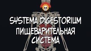 Пищеварительная система (systema digestorium) 3D Анатомия