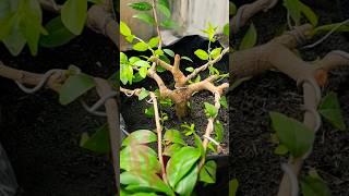 Msh Grk Dsr #antingputri #bonsai #tree #tanaman #mame #small #bonsaipemula #belajarbonsai #viral