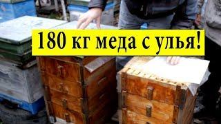 180 kg of honey from the hive  In the apiary of Ivan Movchan Mirgorod