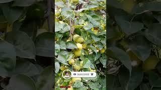 Bago gosha ke kasht Bago Gosha ka Bagh|Pears Farming#Baho_Gosha_farming_in_My_Village #naspati_fayde