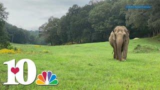 Where Zoo Knoxville's elephants will find a new home