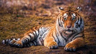 Wild Life - Tigers Documentary (Big Cats HD)
