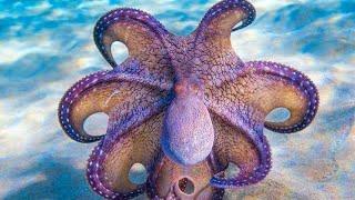 #zoology#amazing#octopus#discovery#channel#wonderful#urdu#daily#pakistan#