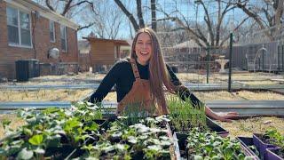 Poppies, Peas, & Plans - Spend The Day Gardening With Me