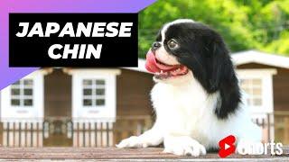 Japanese Chin  One Of The Laziest Dog Breeds In The World #shorts