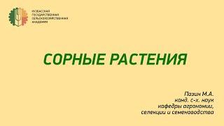 Сорные растения. Видеолекция.  Пазин М.А.