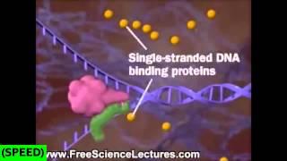 [SPEED] DNA Replication Animation