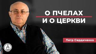 О пчелах и о церкви // Петр Сердиченко