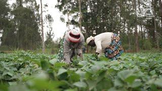 GCF in Kenya: Investing in local agriculture companies to empower farmers