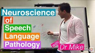 Neuroscience of Speech Language Pathology (SLP)