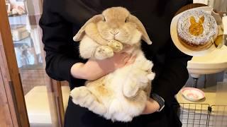 Japan's Cute Bunny Cafe!! Visiting two popular rabbit cafes in Tokyo