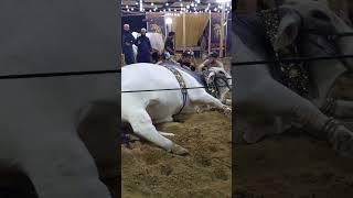 Allah Ki Shaan Very BiG Beauty At Sachwani Cattle Farm ️