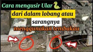 CARA MENGUSIR ULAR COBRA DARI DALAM LOBANG ATAU SARANGNYA