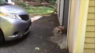 Fawn – Baby Deer sitting by my garage door – slow motion clips