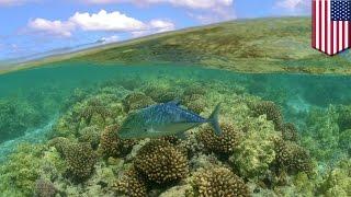 Largest protected area in the world: marine national monument of Hawaii to be expanded - TomoNews