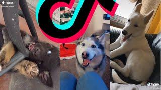 The Greatest Husky TikTok Compilation | Dogs Of TikTok