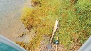 Quick Snakehead Catch In The Rain I GoPro Hero 8 Black