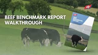 ABP Beef Benchmark Report Walkthrough | ABP Demonstration Farm