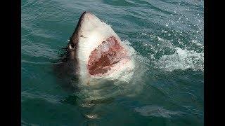 Great White Shark gone missing lately in South Africa