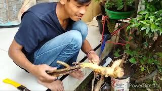 Review bahan² bonsai di rumah #bahanbonsai