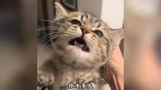 盘点那些奶凶奶凶的小猫咪！