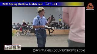 Spring 2024 Buckeye Dutch Harness Horse Sale Highlights