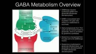 L-Theanine and GABA Supplementation