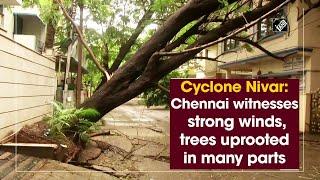 Cyclone Nivar: Chennai witnesses strong winds, trees uprooted in many parts