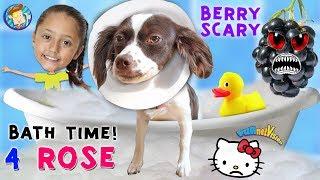 Bath Time for Rose / Berry Scare Cam / Treat Challenge & The End of Hello Kitty FUNnel Vision Vlog