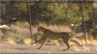 Cheetah Run - Animal Ark - Reno NV