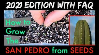 How to grow the San Pedro cactus from seeds (also Peyote)