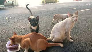 Cute cats family hanging out