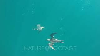 Guillemot seabirds (Uria aalge) swimming underwater