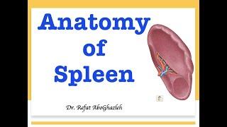 Anatomy of Spleen (Full Lecture)