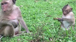 Silly baby monkey is hit until hurt and crying by teenage monkey when they are playing together