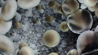 Mushroom Growing Time Lapse - Lucy Golden Teacher (leucistic) timelapse