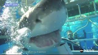 Great White Shark Breaks Into Cage [RAW VIDEO]