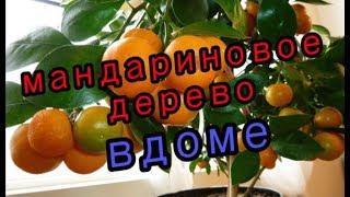 Мандариновое дерево в домашних условиях. Mandarin tree