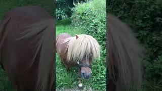  Un Pequeño Pony en la Aldea, en Langreo. Asturias qué Guapina yes! 