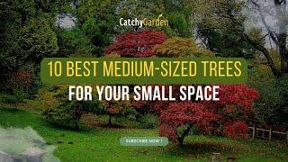 10 Best Medium-Sized Trees for Your Small Space 