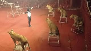 Lucky Irani circus k lion's ring master Bilal Hussain